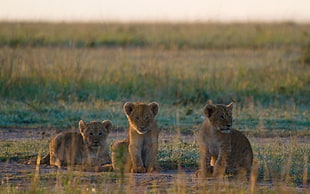 wildlife photography of three lion cubs